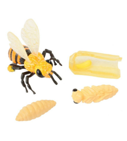 Životný cyklus včely - model (Insect Lore)